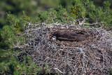 Top view of young Cinereous Vulture (Aegypius monachus) in a treetop nest.