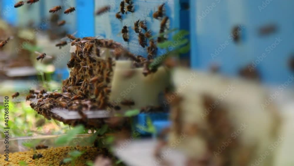 Bee close up. Bees at the bee hive. Swarm of bees Bee close up. Bees at the bee hive. Swarm of bees
