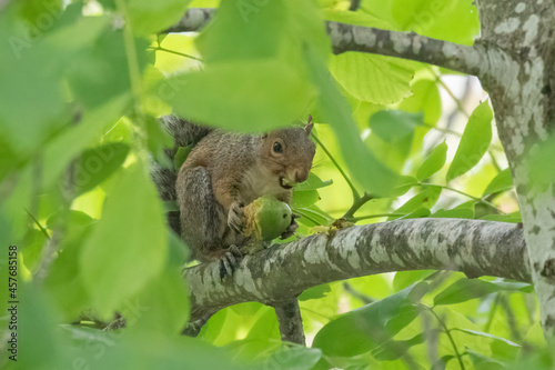 Eastern gray squirrel taking using its teeth to take the covering off a nut while sitting on a branch and peaking at the camera. 