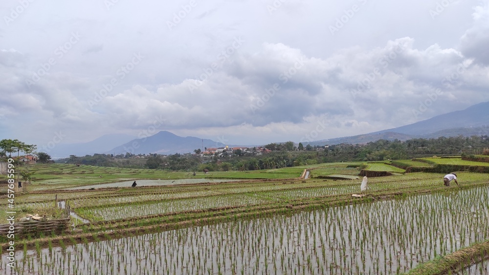 Photo of terraced rice fields and farmer activities in the Cikancung area, Indonesia