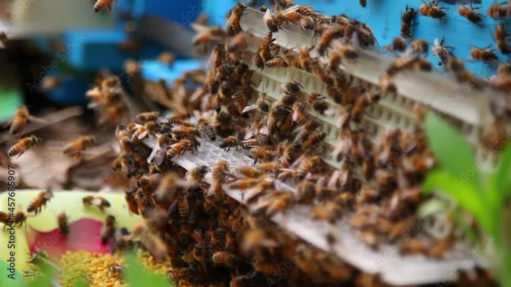 Bee close up. Bees at the bee hive. Swarm of bees Bee close up. Bees at the bee hive. Swarm of bees
