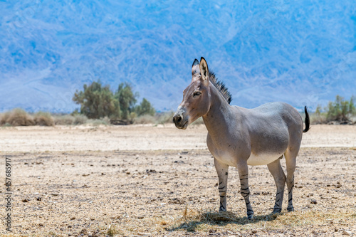 Somali wild donkey  Equus africanus  in nature reserve of the Middle East. This species is extremely rare both in nature and in captivity