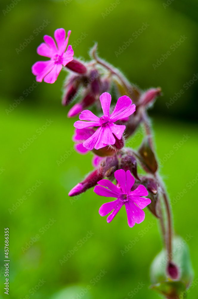 Fillet flowers blooming in the meadow, Bieszczady Mountains Fillet flowers blooming in the meadow, Bieszczady Mountains