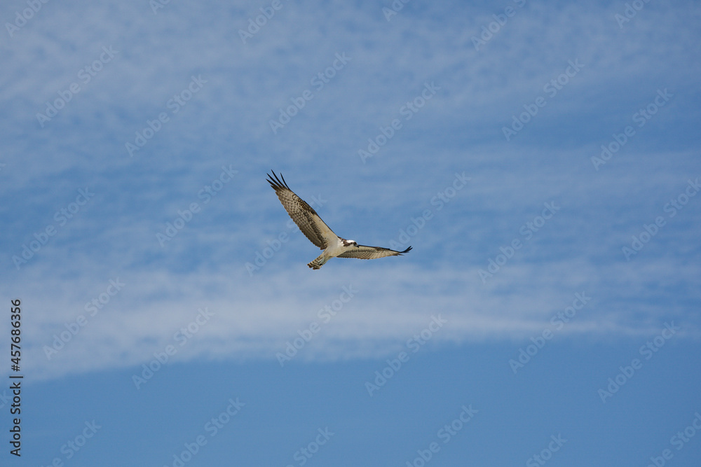 osprey in flight