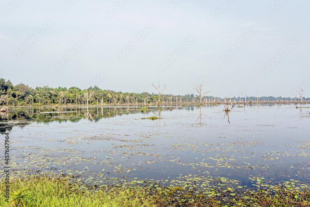 landscape of plants growing in Neak Pean lake at Angkor city, Cambodia 