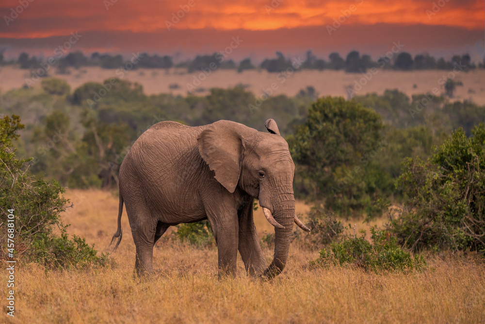 Fototapeta premium Clsoe up of African Bush Elephants walking on the road in wildlife reserve. Maasai Mara, Kenya, Africa.