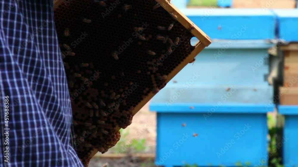 Bee close up. Bees at the bee hive. Swarm of bees