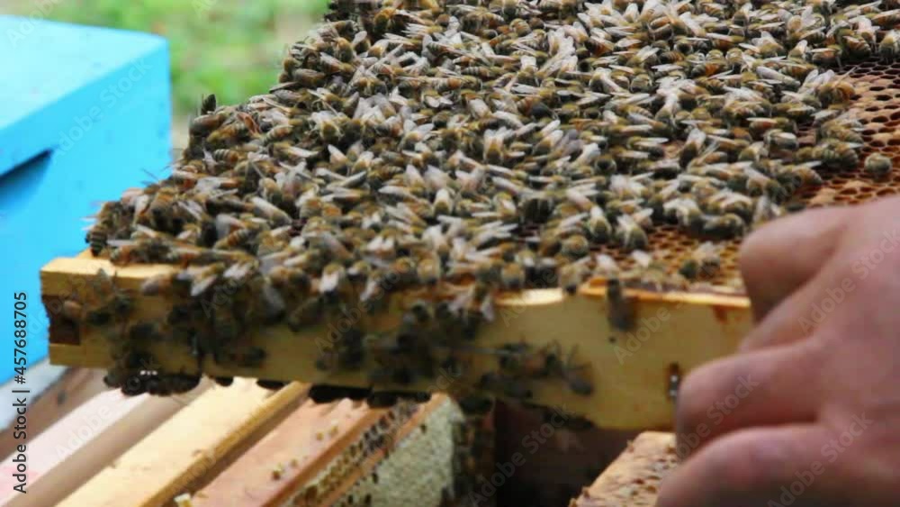 Bee close up. Bees at the bee hive. Swarm of bees Bee close up. Bees at the bee hive. Swarm of bees