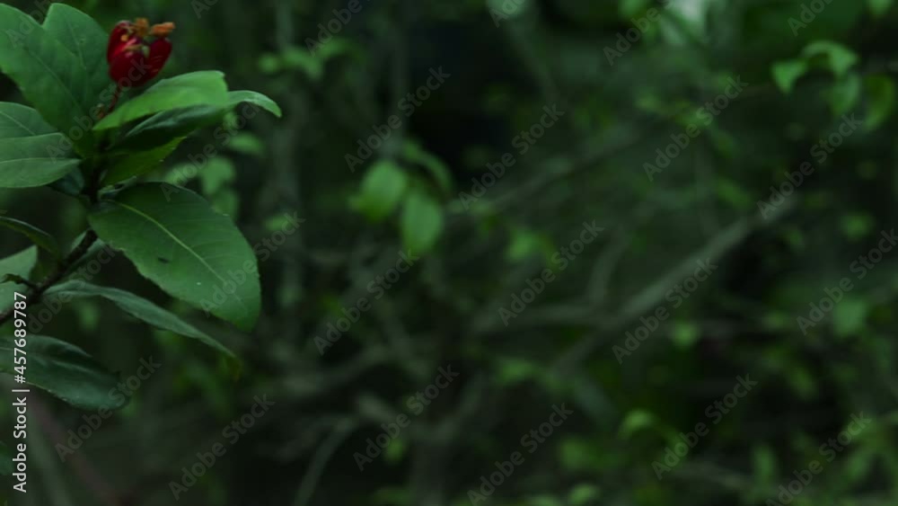 Bud of Mickey mouse flower (Ochna kirkii Oliv) with green leaves Bud of Mickey mouse flower (Ochna kirkii Oliv) with green leaves