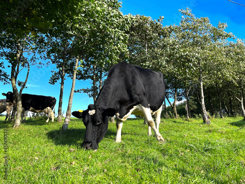 Cows grazing in a pasture, with trees and a vivid blue sky near, Wilsden, Bradford, UK photo