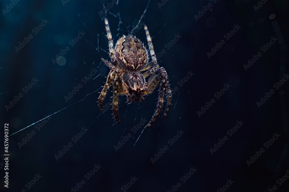 spider in the web - obrazy, fototapety, plakaty 