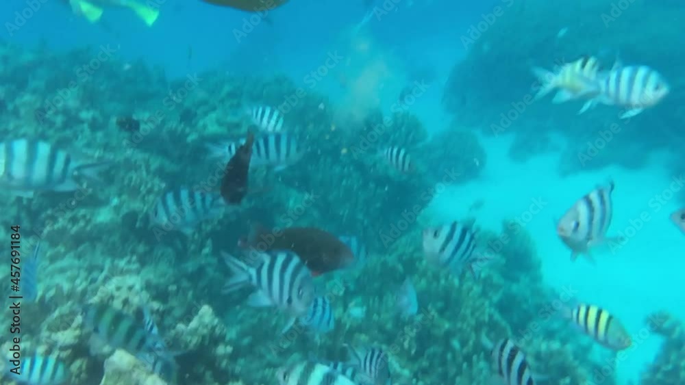 Tropical bright fishes and coral reef in saipan