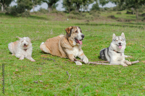 pack of three dogs sitting on the grass in the field
