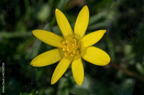 Obraz na płótnie Small Yellow Flower growing in the field, Macro outdoor w salonie