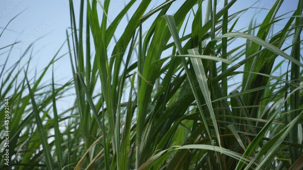 Green sugarcane agriculture field at india Green sugarcane agriculture field at india