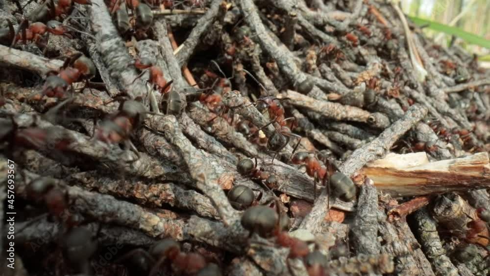 Wild ant hill in the forest super macro close-up shot Wild ant hill in the forest super macro close-up shot
