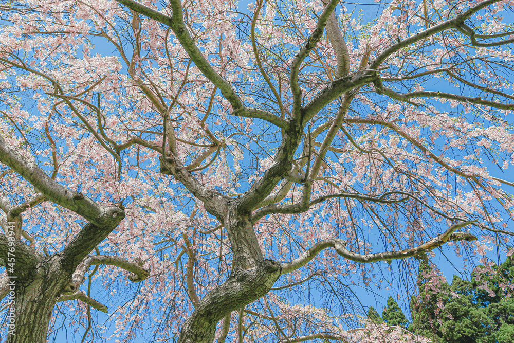 Fototapeta premium 桜