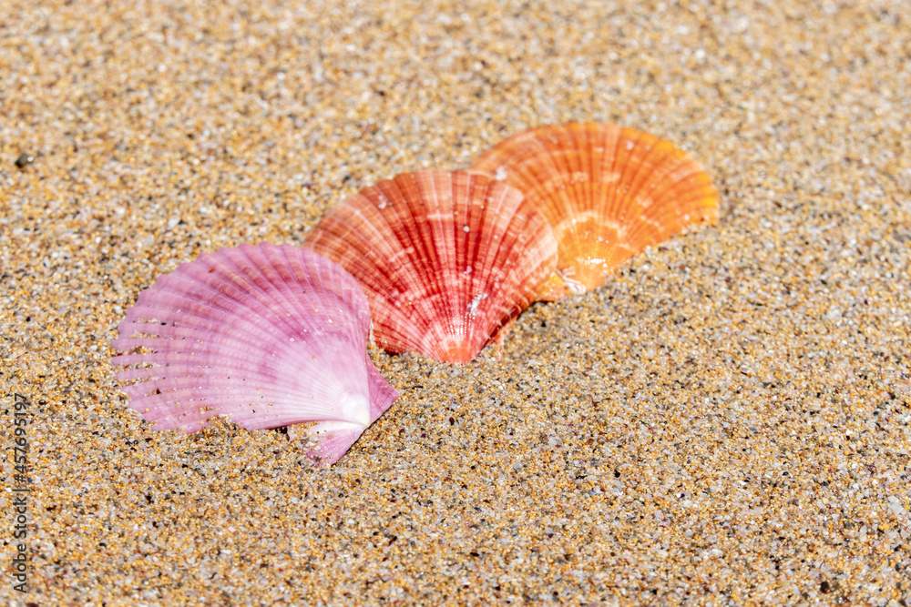 Beautiful sea shells on the beach lying on the sand on a sunny day. Sea background. Seashells. Beautiful sea shells on the beach lying on the sand on a sunny day. Sea background. Seashells.
