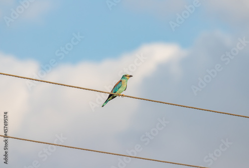 A blue-eyed bird sitting on wires against the background of a blue sky on a sunny day. Coracias garrulus. A colorful bird.