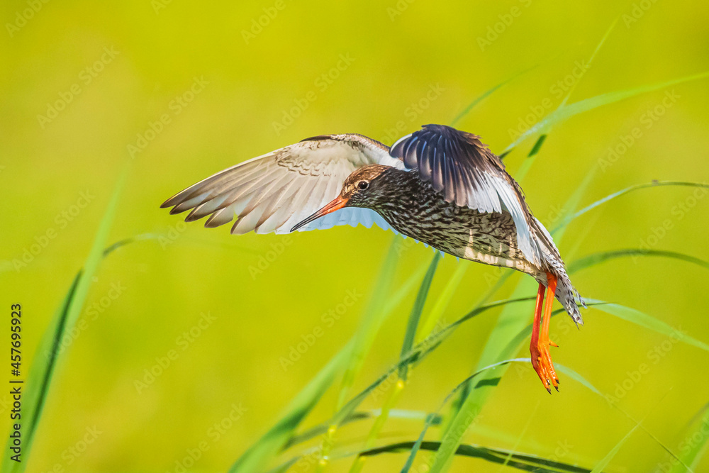common redshank tringa totanus wader bird in flight common redshank tringa totanus wader bird in flight