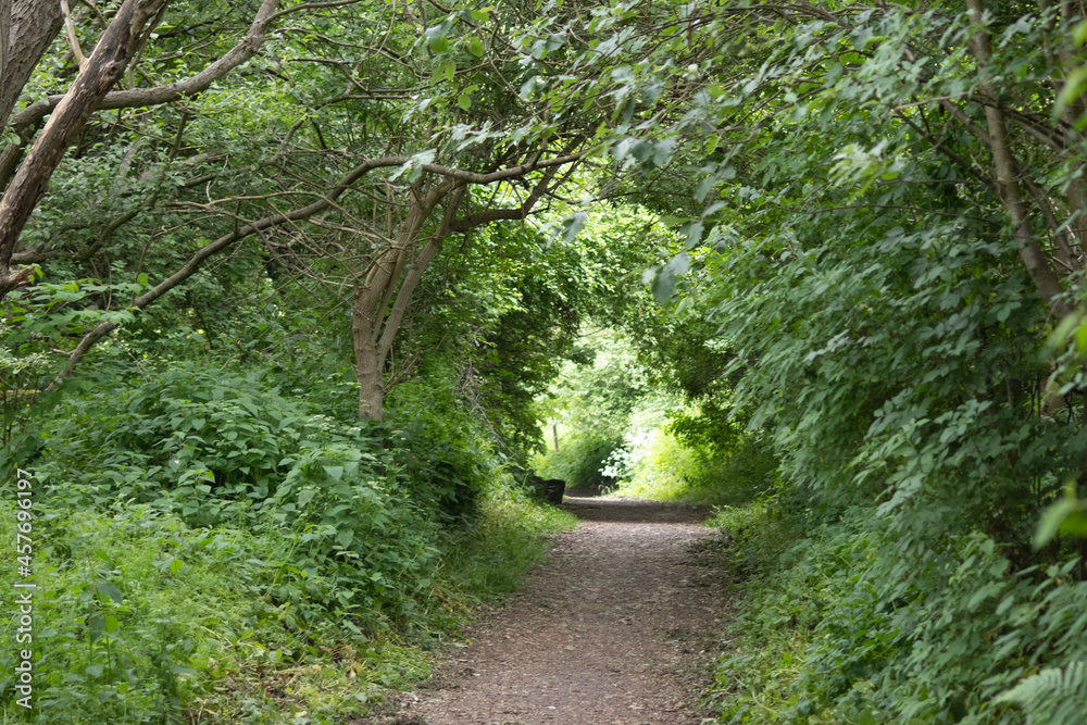 path in the forest path in the forest