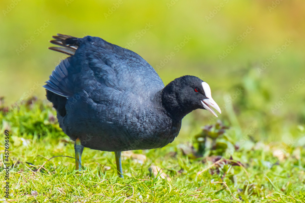 Eurasian coot Fulica atra, foraging in green grass Eurasian coot Fulica atra, foraging in green grass