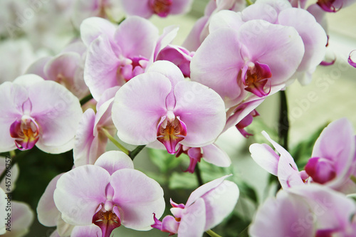 close up of orchid flowers