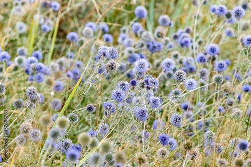 Mordovnik is an ordinary blue flower in the shape of a ball in the Crimea on the Belyaus spit. Ech  nops r  tro. Blue floral background