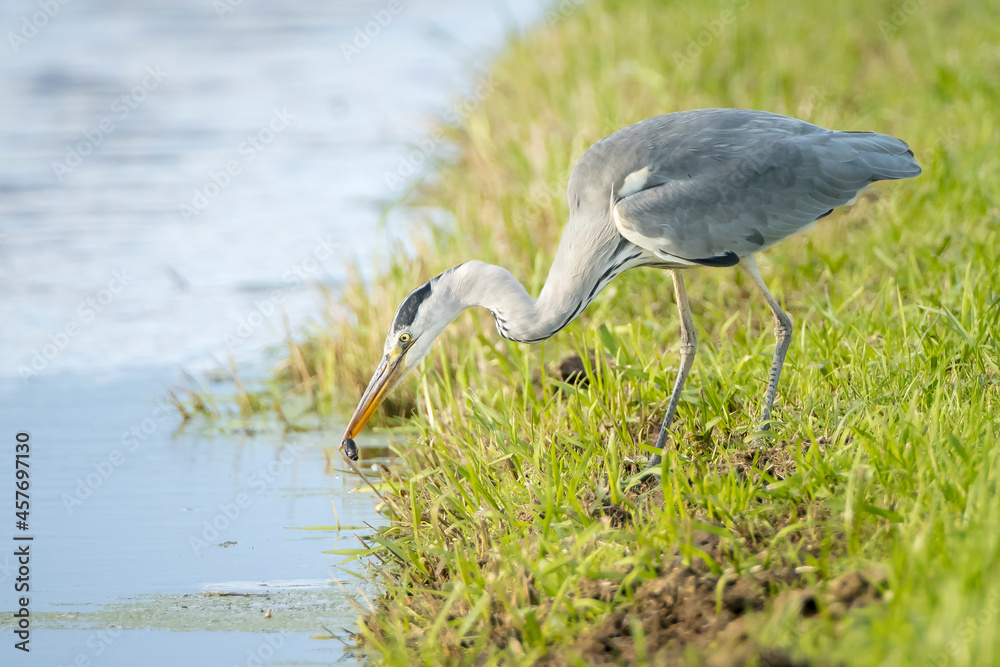Obraz premium Grey heron, Ardea cinerea, waterfowl hunting in wetland