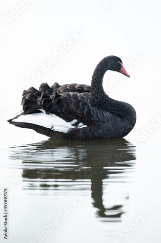 Black swan  Cygnus atratus  posing and preening