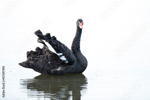 Fototapeta Naklejka Na Ścianę i Meble -  Black swan, Cygnus atratus, posing and preening