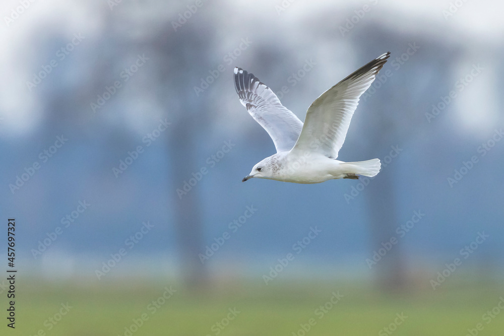 Obraz premium The common gull, mew gull or sea mew, Larus canus.