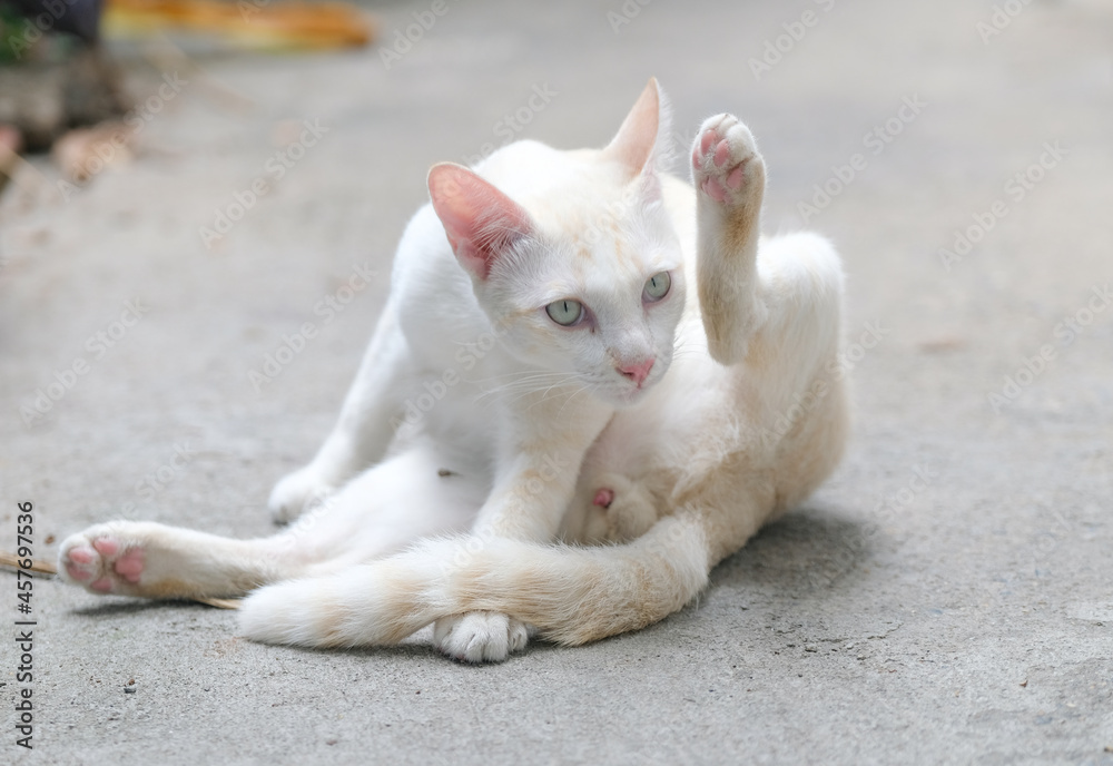A cute white cat, a native breed that is popular in common people's homes.