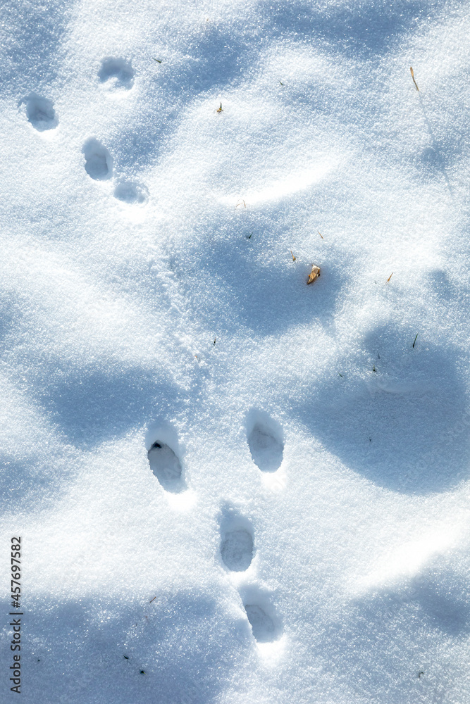 Fototapeta premium Animal footprints in snow, cold winter hunting concept