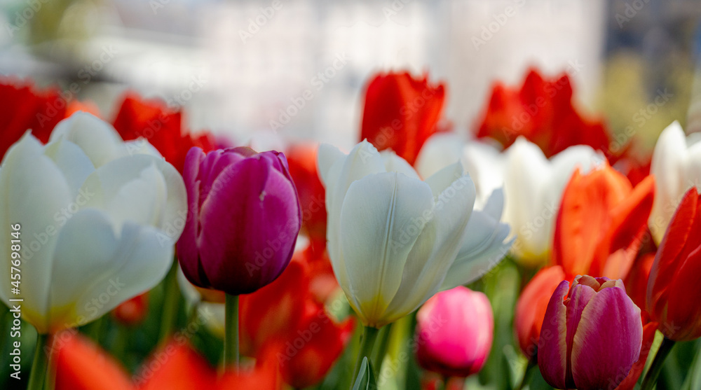 Fototapeta premium Tulips