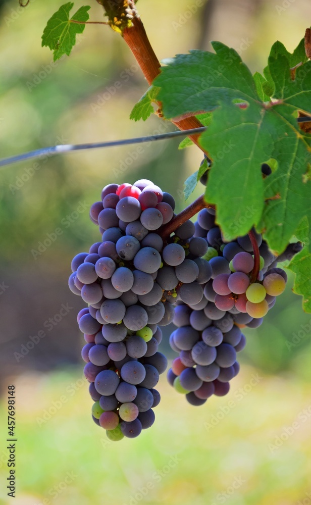 Fototapeta premium red grapes on vine