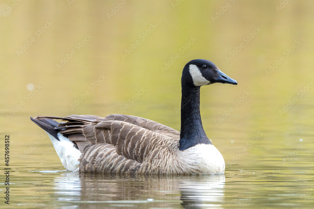 Canadian goose Branta canadensis close up Canadian goose Branta canadensis close up
