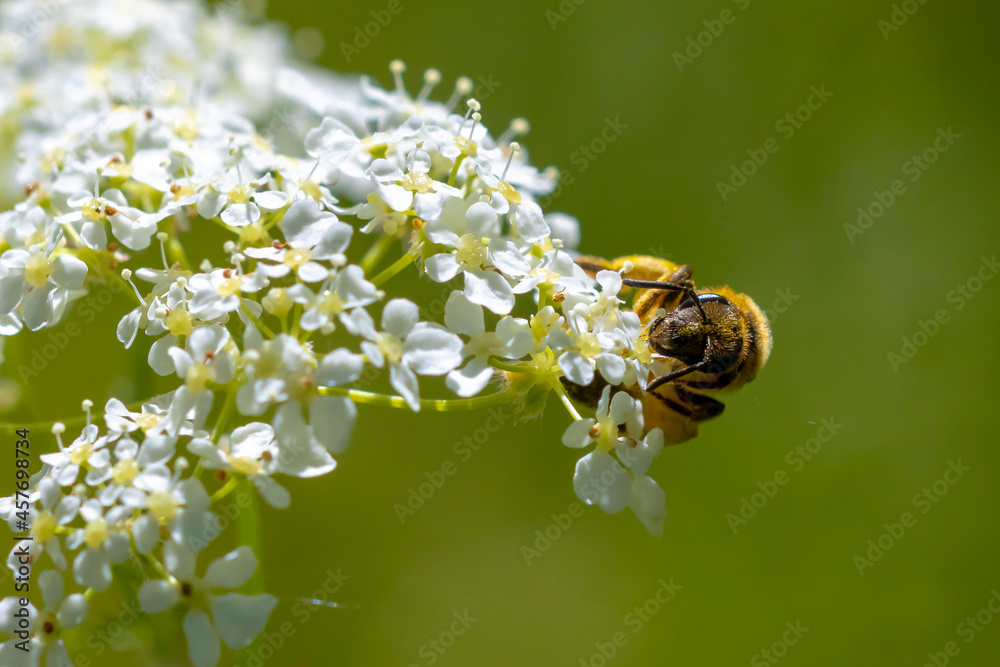 Lasioglossum calceatum, a Palearctic species of sweat bee Lasioglossum calceatum, a Palearctic species of sweat bee