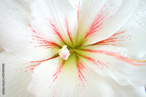 Amaryllis Aquaro flower