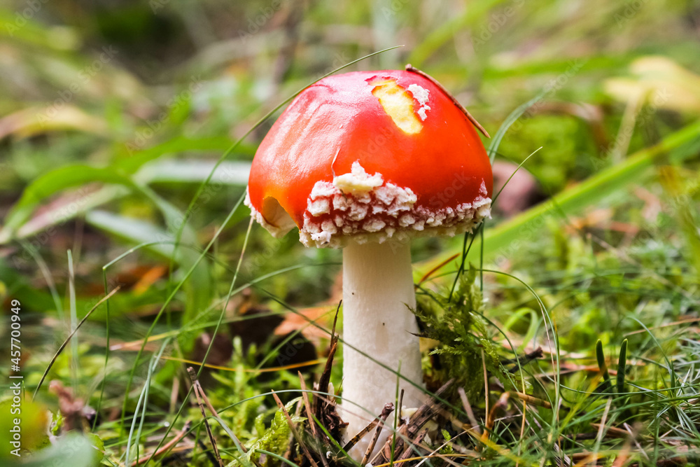 The poisonous red fly agaric grows in the autumn forest The poisonous red fly agaric grows in the autumn forest