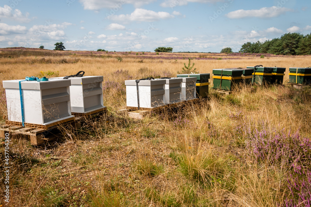 Beehives on the purple blooming moors in the national park 'the Hoge Veluwe' that produce Veluwe Heather honey Beehives on the purple blooming moors in the national park 'the Hoge Veluwe' that produce Veluwe Heather honey