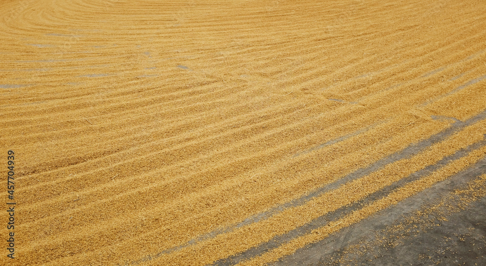 Pile of paddy rice and rice seed on the floor. Pile of paddy rice and rice seed on the floor.