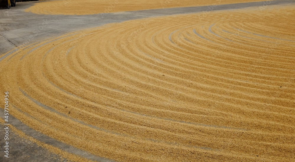 Naklejka premium Pile of paddy rice and rice seed on the floor.