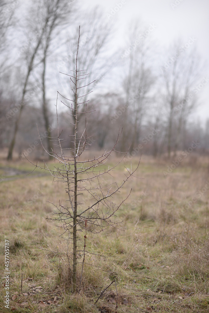 tree without leaves. Winter tree in the field. Cold season.
