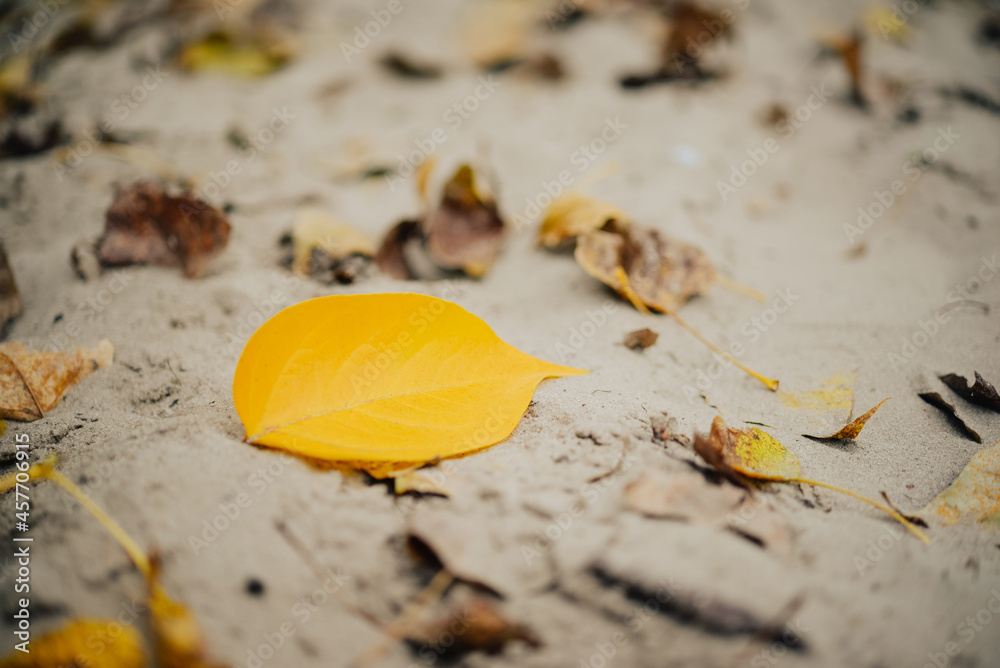 Autumn leaves on the tree. Season of colorful foliage. Autumn leaves on the tree. Season of colorful foliage.
