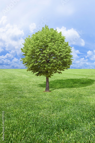 Lone tree in a green fresh meadow with cloudy sky - concept image with copy space