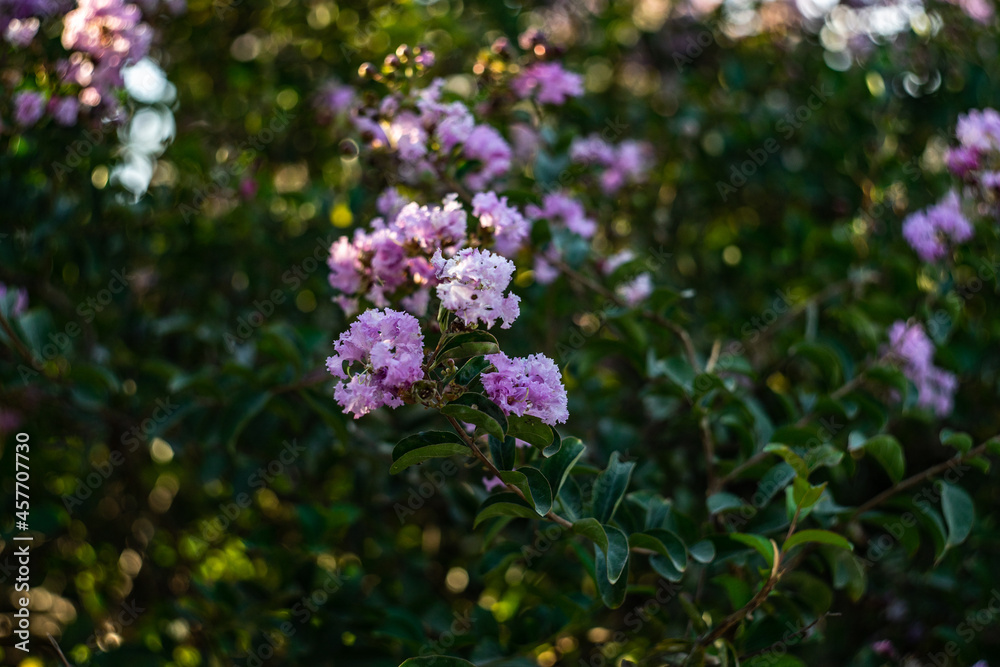Blooming of bush in park Blooming of bush in park