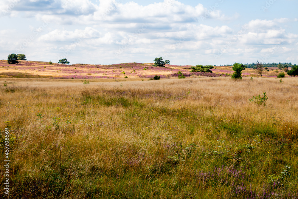 The purple flowering heather in the beautiful 'Veluwe' landscape on a beautiful summer day, province of Gelderland, the Netherlands The purple flowering heather in the beautiful 'Veluwe' landscape on a beautiful summer day, province of Gelderland, the Netherlands