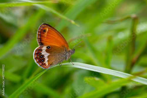 red butterfly standing balanced on green leaf, Coenonympha arcania