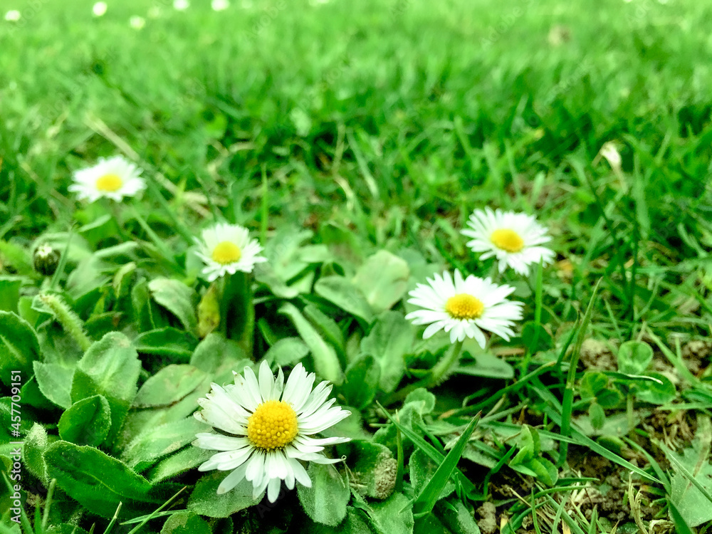 Greenery grass with flower in spring. Greenery grass with flower in spring.